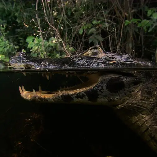 Wedotv expands its fast channel reach in the Middle East