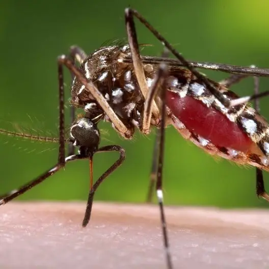 EU regulator endorses Takeda's dengue vaccine