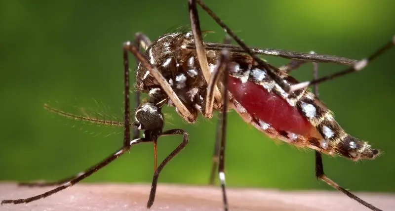 EU regulator endorses Takeda's dengue vaccine