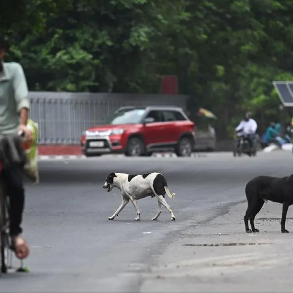 New Delhi to hide street dogs ahead of G20 summit