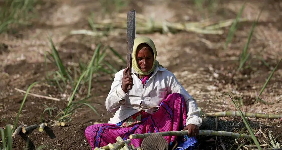 Not so sweet: India may need to import sugar as planting wanes