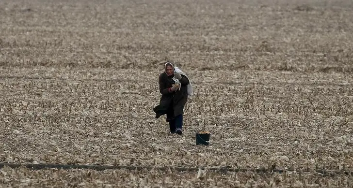 Europe's farmers bring in drought-scarred maize crop