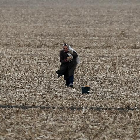 Europe's farmers bring in drought-scarred maize crop