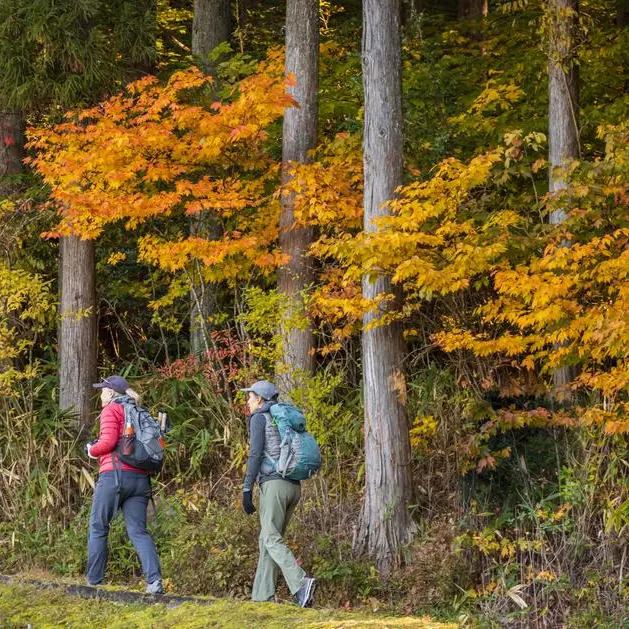 Dubai announces new 10km hiking trail through forest; walk amid lush greenery, over wooden bridges