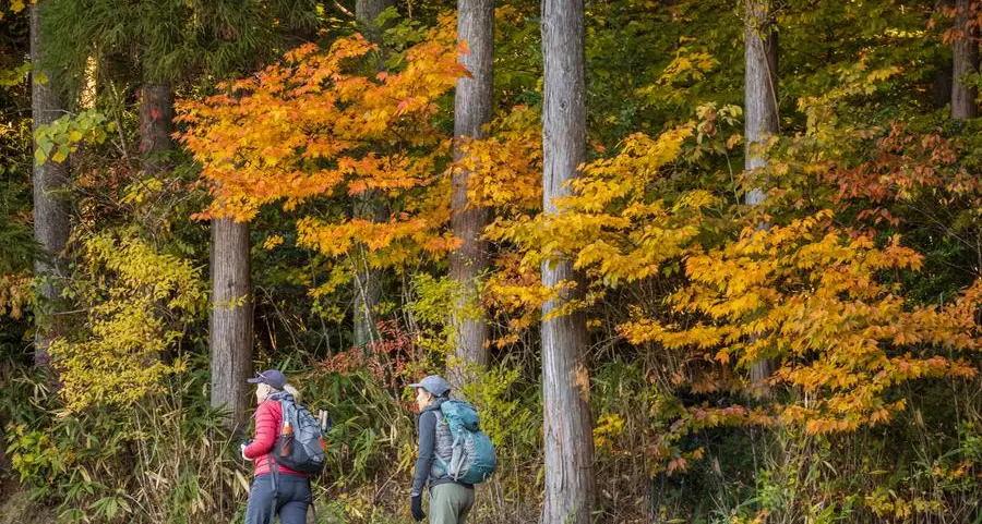 Dubai announces new 10km hiking trail through forest; walk amid lush greenery, over wooden bridges