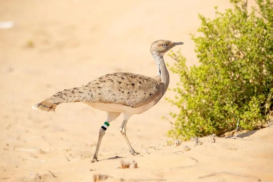 The International Fund for Houbara Conservation releases 51 houbara to celebrate UAE’s 51st National Day