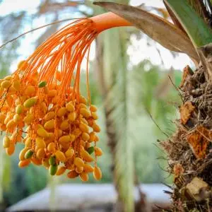 The UAE - The land of Dates