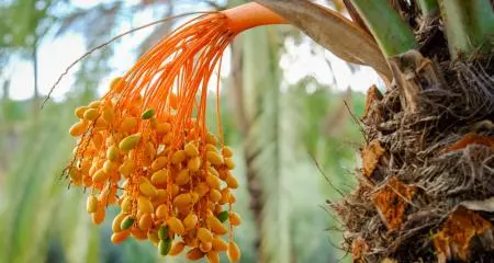 The UAE - The land of Dates