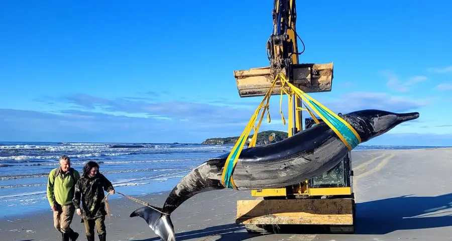 World's rarest whale washes up on New Zealand beach