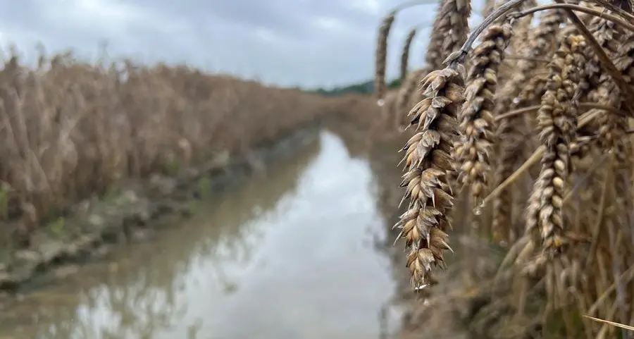 Bangladesh gets offers in 50,000 metric tons wheat purchase tender