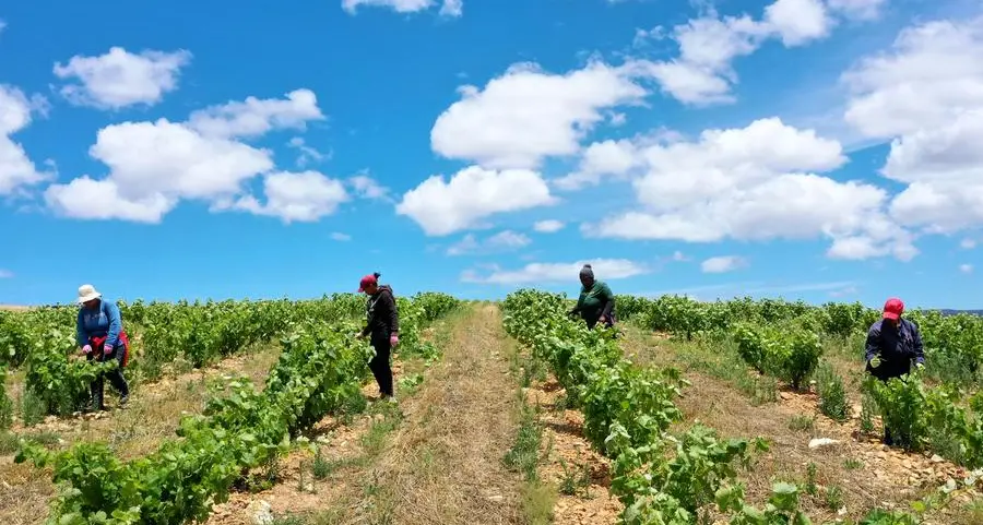 Boosting food security: Eastern Cape's new rural hubs initiative