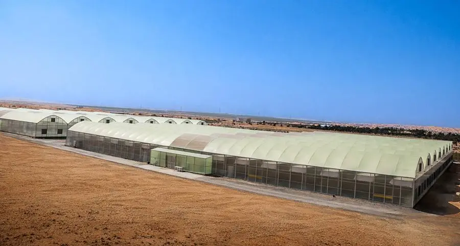 New tomato farm in Al Ain to Produce 150,000kgs of fresh tomatoes annually