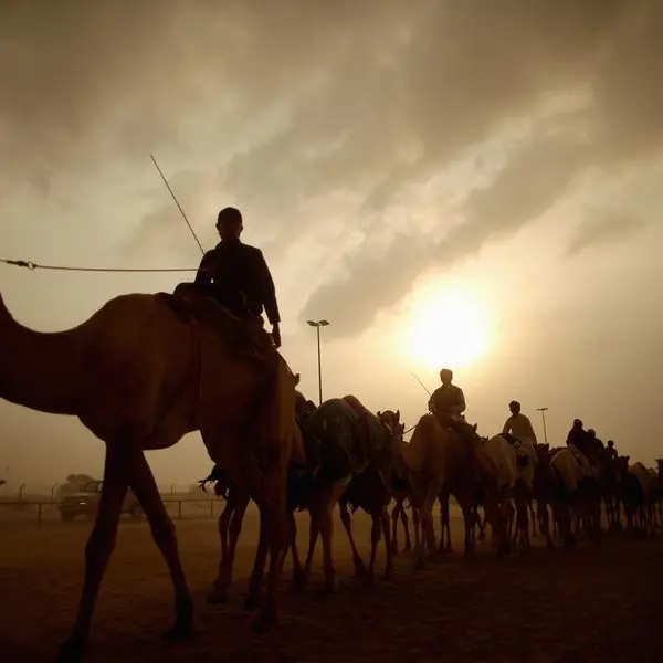 Did a camel just zipline across UAE's highest mountain?