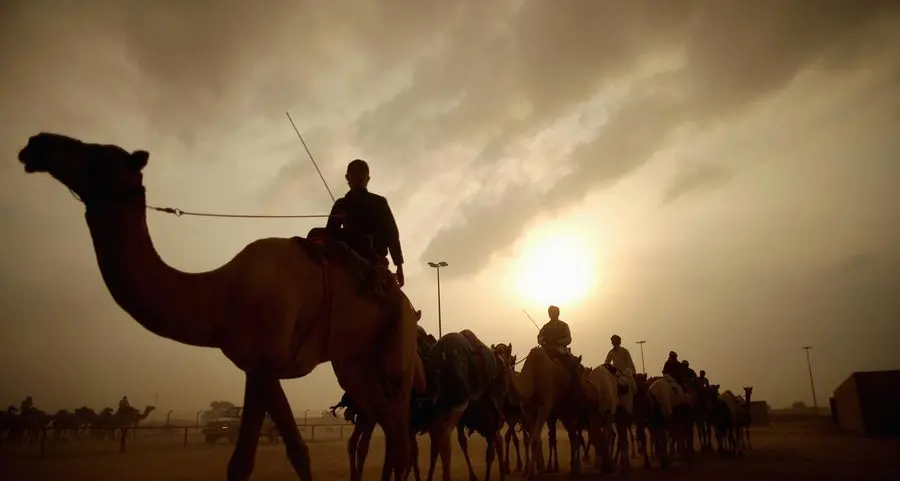 Did a camel just zipline across UAE's highest mountain?