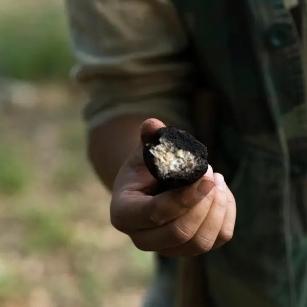 Saudi's SFDA prevents entry of 1.2 tons of rotten truffles
