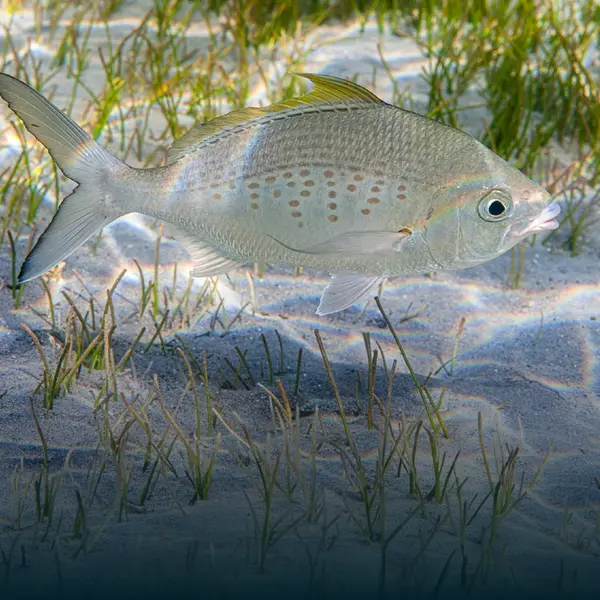 هيئة البيئة – أبوظبي تبدأ تنفيذ قرارين وزاريين بشأن تعديل الاشتراطات التنظيمية لصيد الأسماك في الإمارة لعام 2026