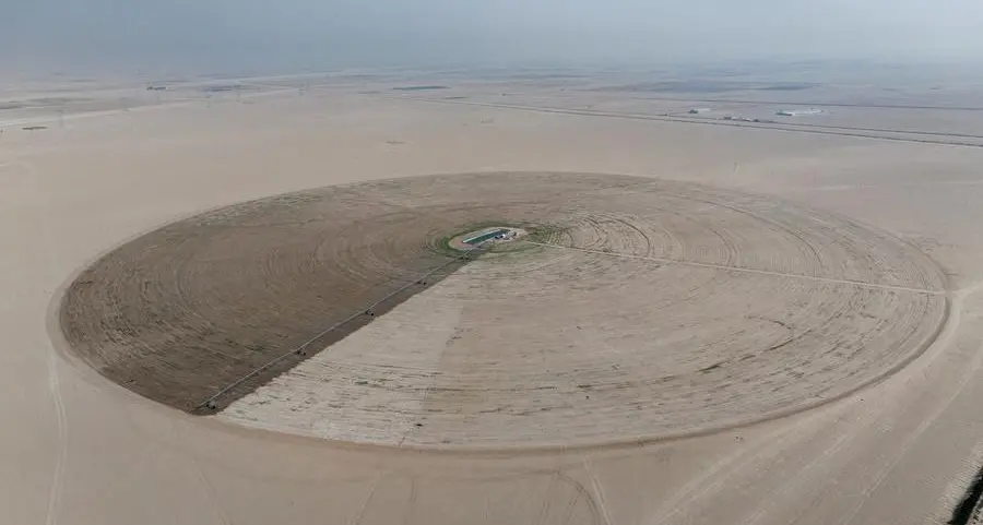 Wheat slips as ample supply offsets falling US crop ratings