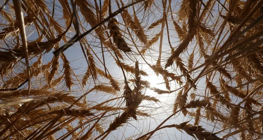 Chicago corn, wheat fall on favourable US weather, ample global supplies