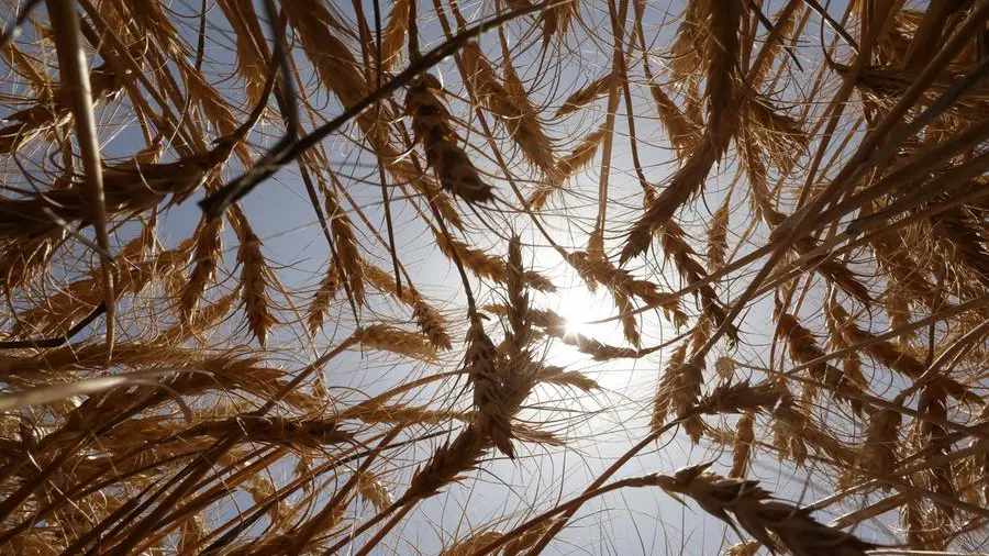 Chicago wheat falls to two-month lows on ample supply, corn and soybeans also down