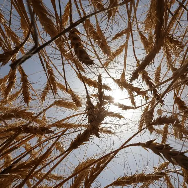 Soybeans fall on favourable crop weather, ample global supplies