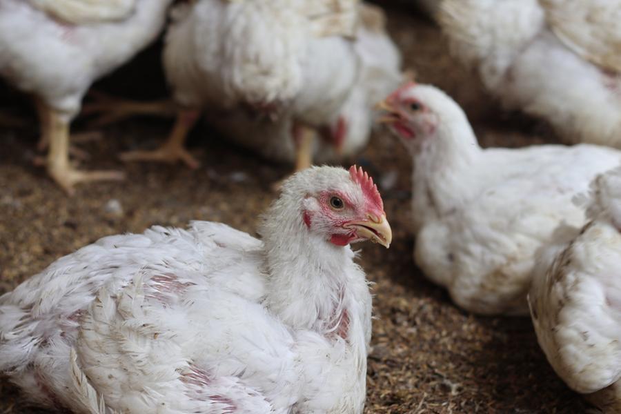 Saudi broiler chicken production jumps 13% to1.3mln tons in 2024: GASTAT