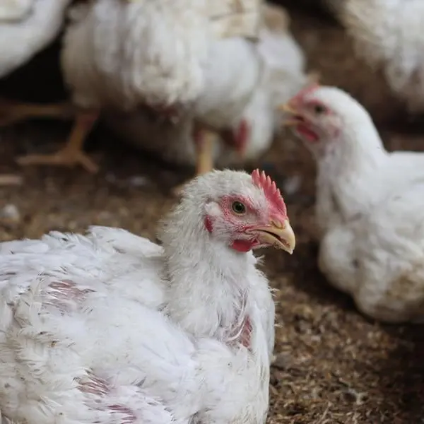 Saudi broiler chicken production jumps 13% to1.3mln tons in 2024: GASTAT