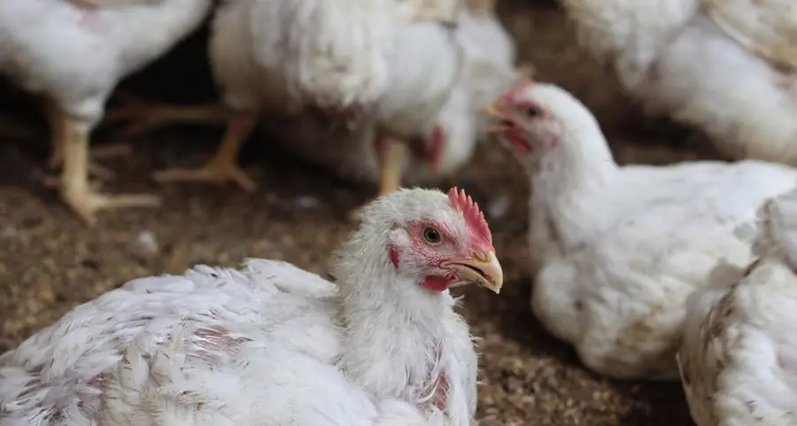 Saudi broiler chicken production jumps 13% to1.3mln tons in 2024: GASTAT