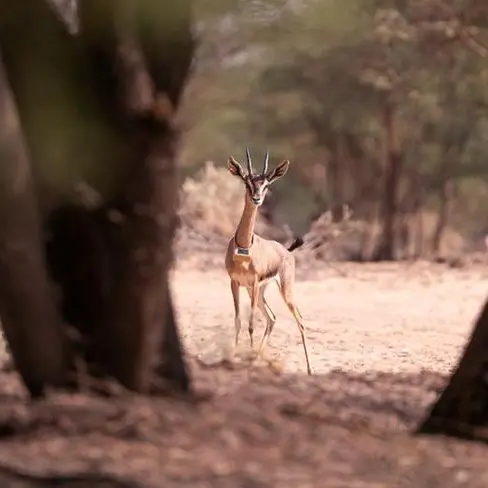 AlUla first to adopt EarthRanger technology in the Middle East