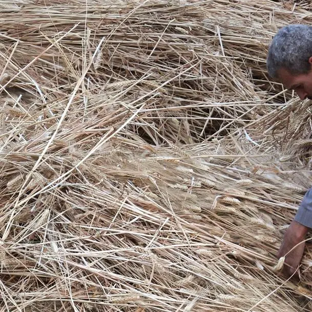 Wheat rebounds on lower-than-expected US crop ratings
