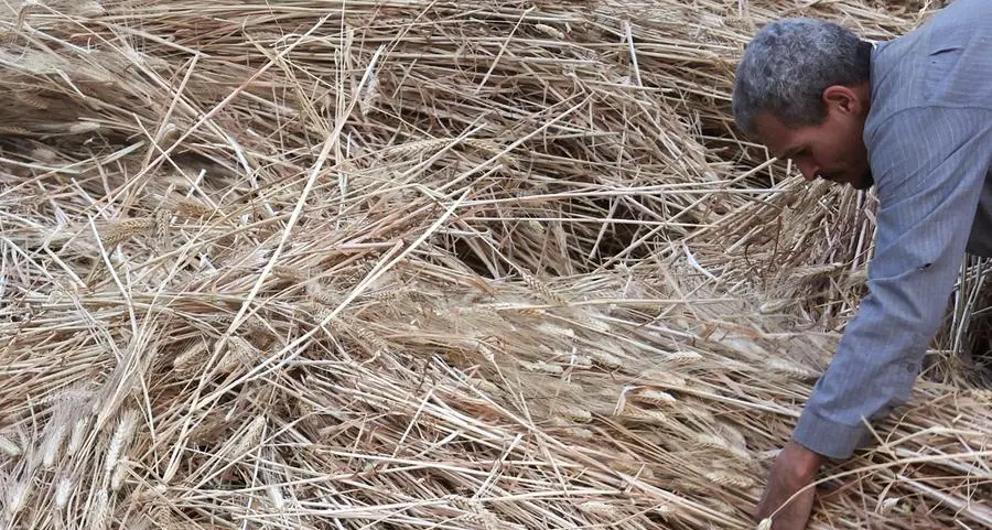 Wheat rebounds on lower-than-expected US crop ratings