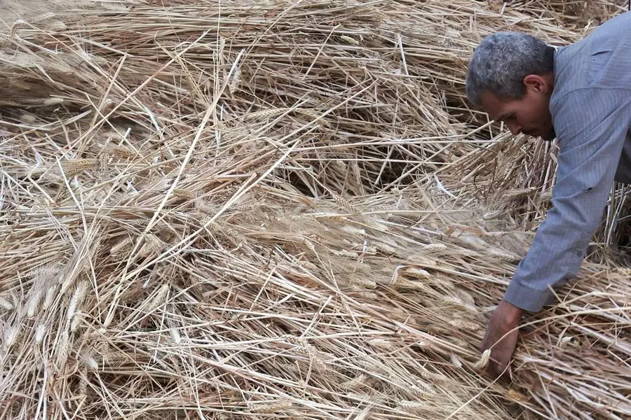 An Egyptian farmer carries grain stock to a threshing machine during a wheat crop harvest at a farmland on an island on the River Nile next to the capital city of Cairo, Egypt May 21, 2025. REUTERS/Amr Abdallah Dalsh , Reuters/REUTERS