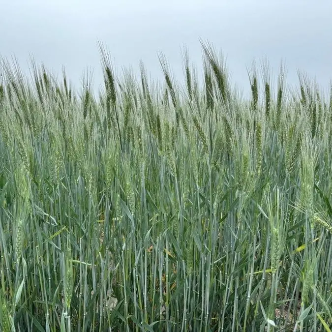 Saudi Arabia issues tender to buy 655,000 metric tons of wheat, GFSA says