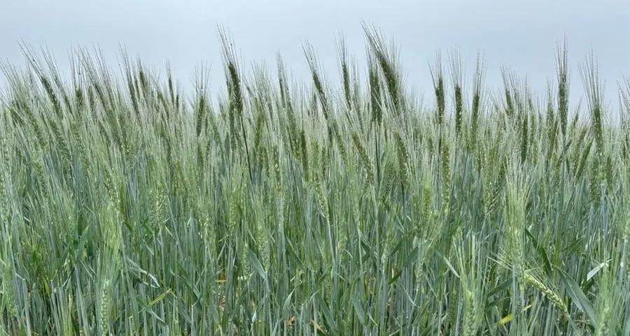 Saudi Arabia issues tender to buy 655,000 metric tons of wheat, GFSA says