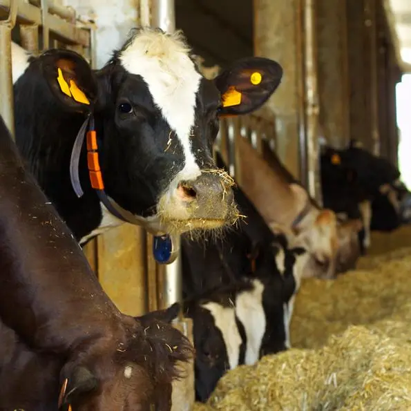 Jordan tenders to buy 120,000 tons of feed barley, traders say