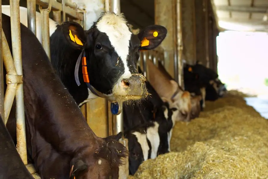 feed barley, Image used for illustrative purpose. Getty Images , Getty Images