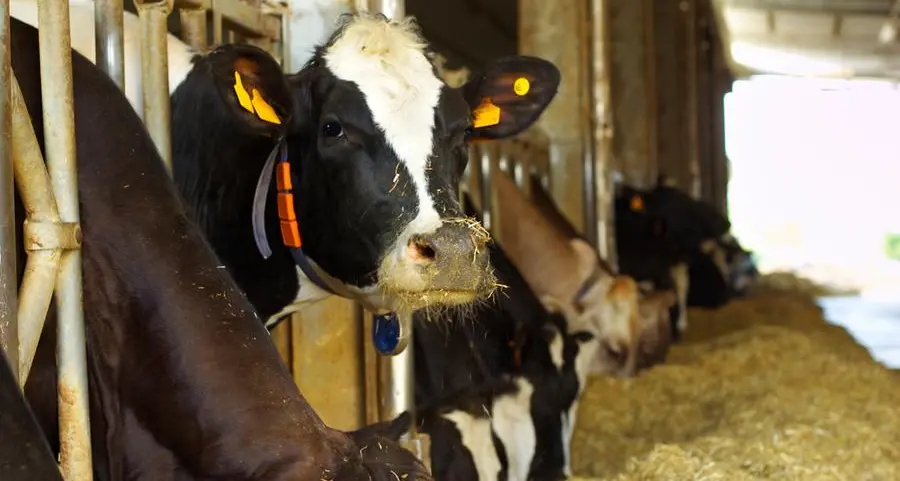 Saudi SFDA: Feed products record 60% growth in first half of 2025