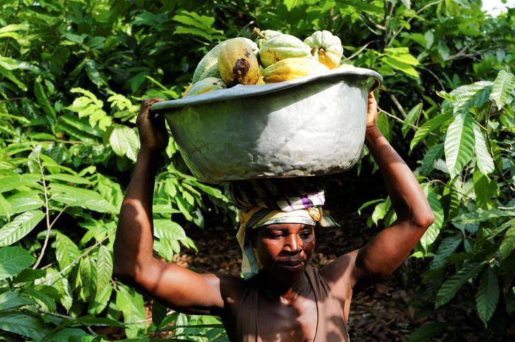 Ghana's cocoa regulator rethinks financing model as farmers go unpaid