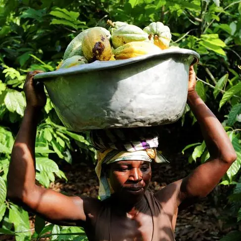 Ghana's cocoa regulator rethinks financing model as farmers go unpaid