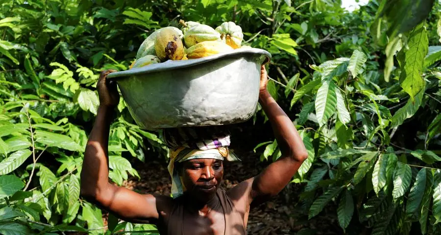 Ghana's cocoa regulator rethinks financing model as farmers go unpaid