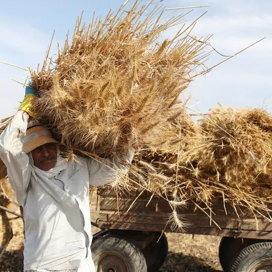 Jordan buys estimated 60,000 metric tons wheat in tender, traders say