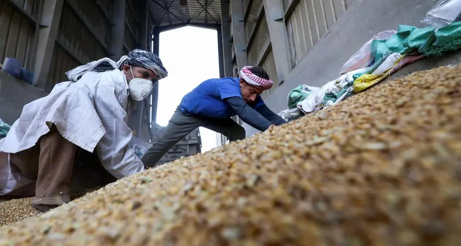 Egypt buys record amount of wheat from farmers after reforms