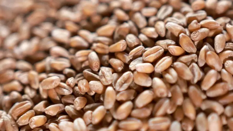 Soybeans rise from two-month low, Chinese demand in focus