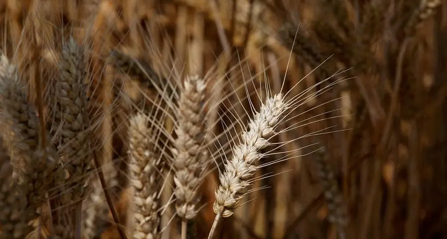 EU trims 2025/26 wheat crop forecast but raises stocks