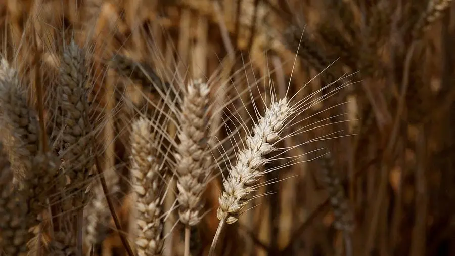 Chicago soybeans fall on prospect of Middle East ceasefire