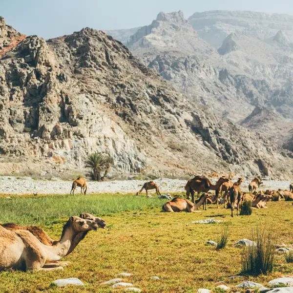 Consortiums vie for key livestock biosecurity PPP project in Oman