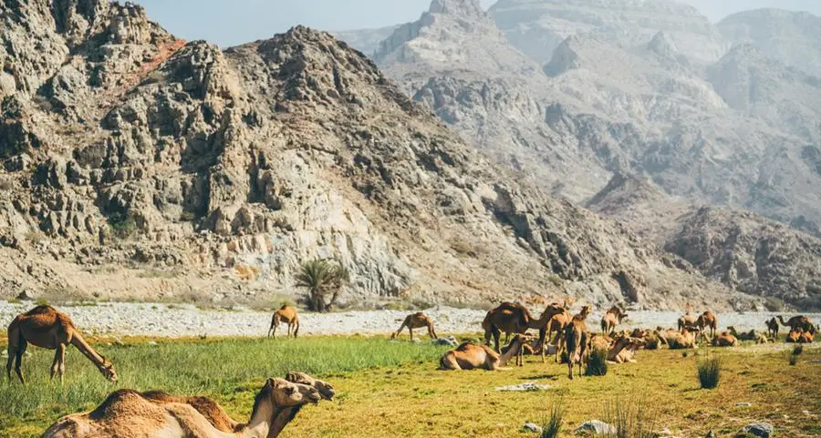 Consortiums vie for key livestock biosecurity PPP project in Oman