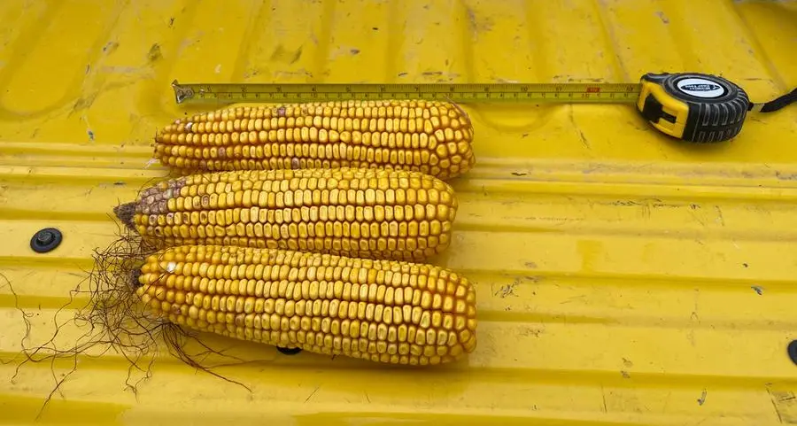 Funds push bullish CBOT corn bets to highest since April 2022: Braun
