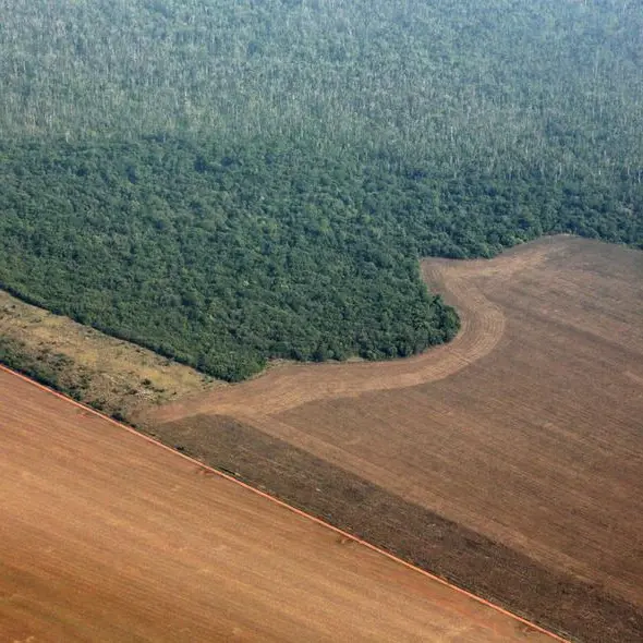 Soybeans ease after rally, market awaits Chinese purchases