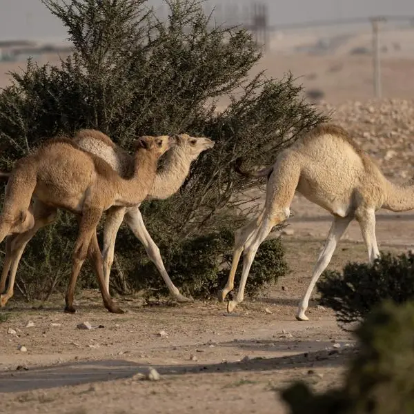 Qatar: Recent rains have contributed to renewal of vegetation cover in meadows, desert areas