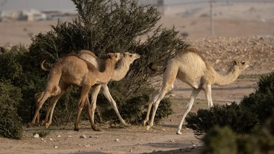 Qatar: Recent rains have contributed to renewal of vegetation cover in meadows, desert areas